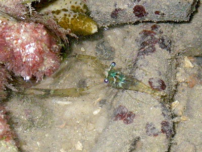 tHE tiDE cHAsER: Sentosa's Tanjong Rimau