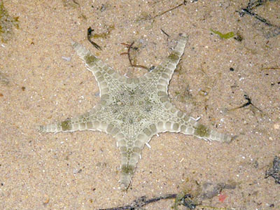 tHE tiDE cHAsER: Sentosa's Tanjong Rimau