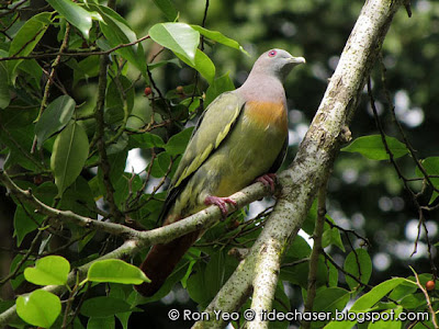 Pink-necked Green-pigeon (Treron vernans)