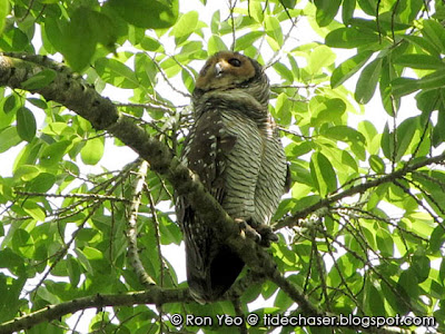 Spotted Wood-owl (Strix seloputo)