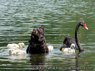 Black Swans (Cygnus atratus)