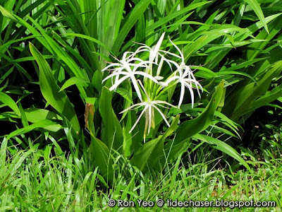 Crinum Lily (Crinum asiaticum)