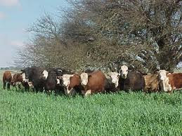 La ganadería tendrá un buen 2011