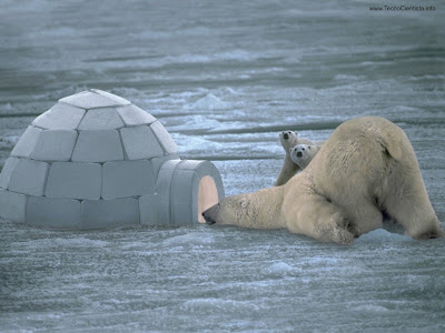 Urso_polar_iglu.jpg