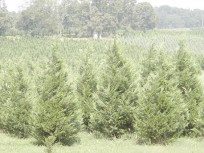 wholesale christmas trees