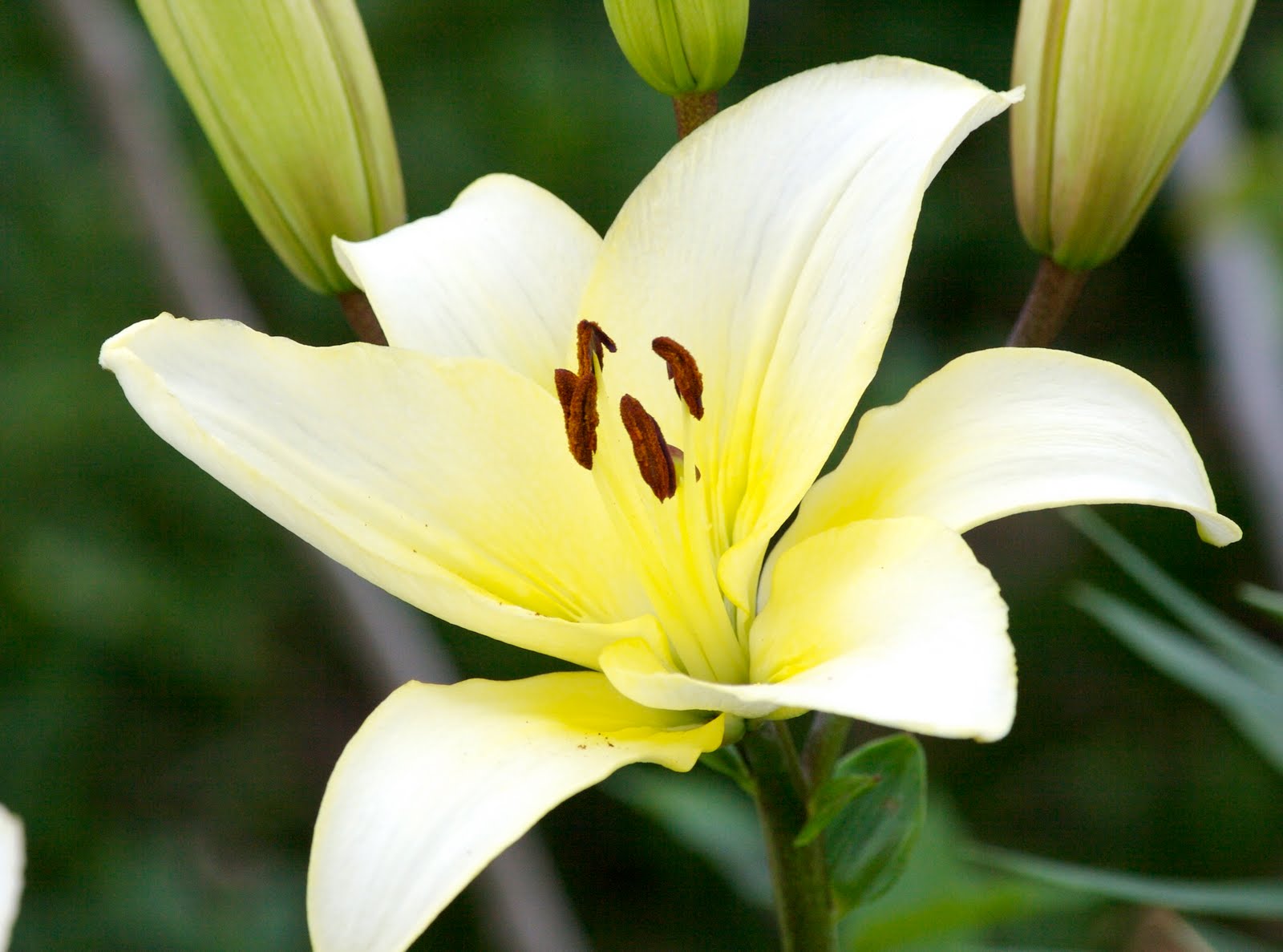The Gardens of Petersonville Do Plant Lilies