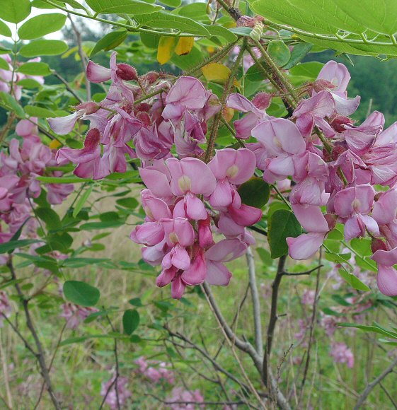 ARBRES: Acàcia rosa (Robinia hispida)