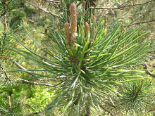 native: lodgepole pine