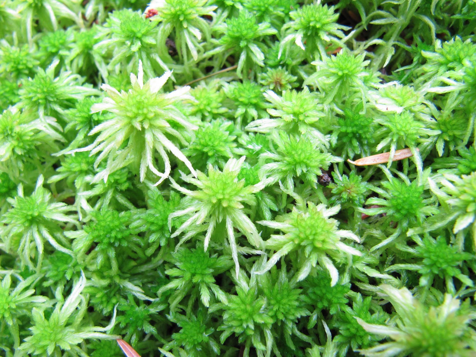 Camosun Blog Sphagnum Moss from Camosun Bog