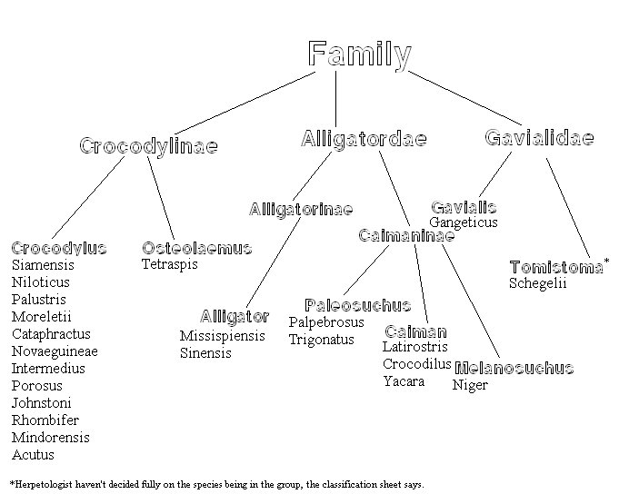Crocodile Classification