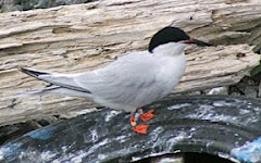roseate tern