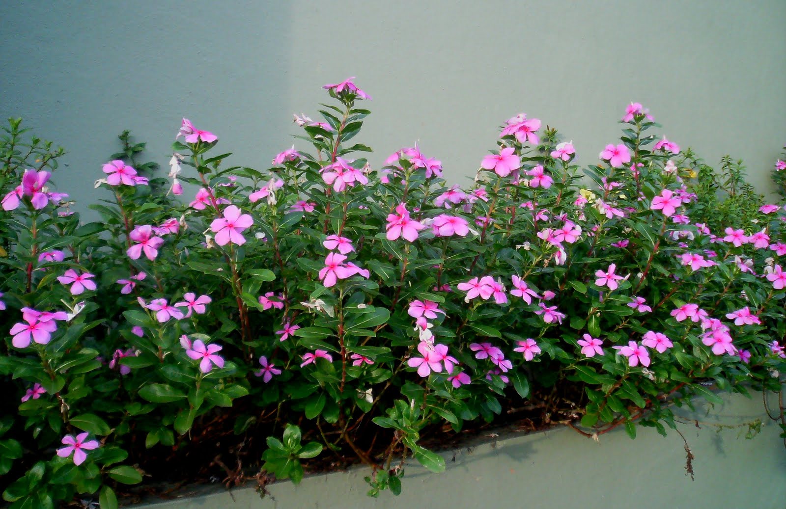 Laman Kambatik Plants list (3rd ed.): Vinca rosea ( Madagascar Periwinkle)