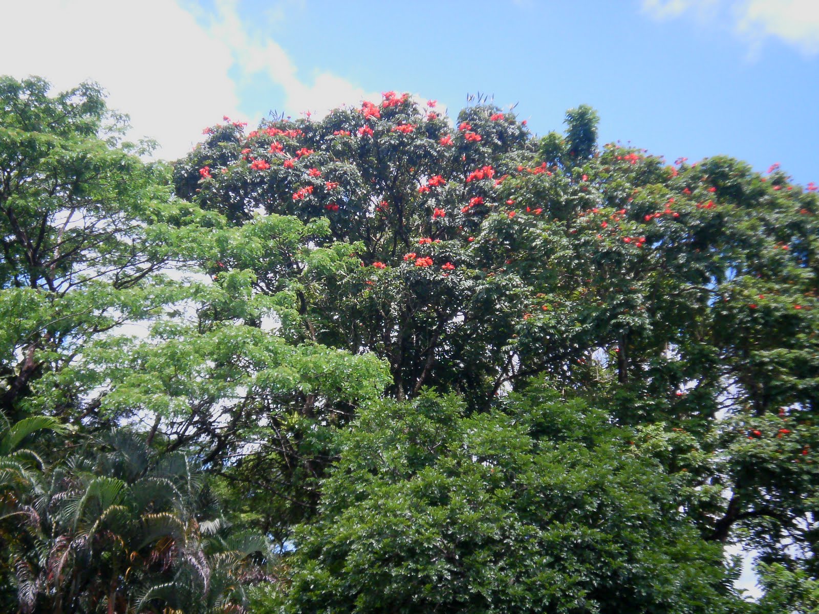 Laman Kambatik Plants list (3rd ed.) Spathodea campanulata ( African