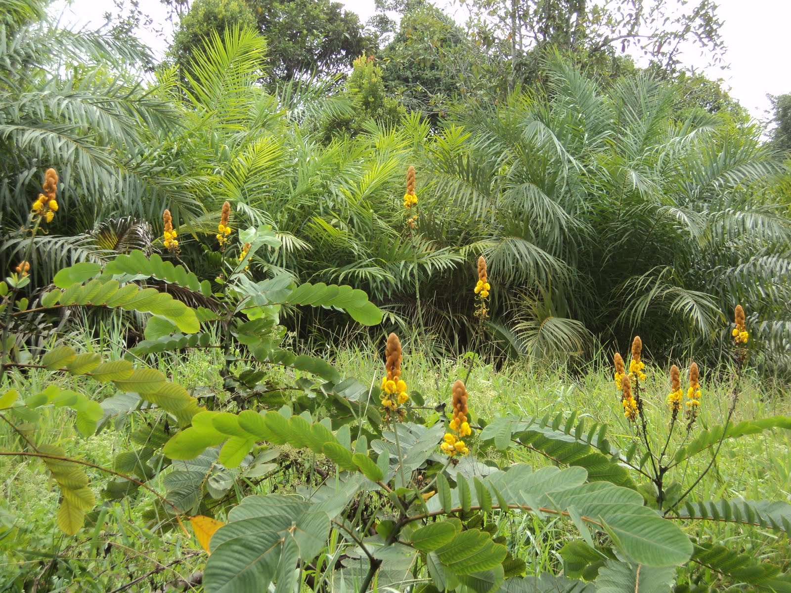 Laman Kambatik Plants list (3rd ed.) Cassia alata ( Seven golden
