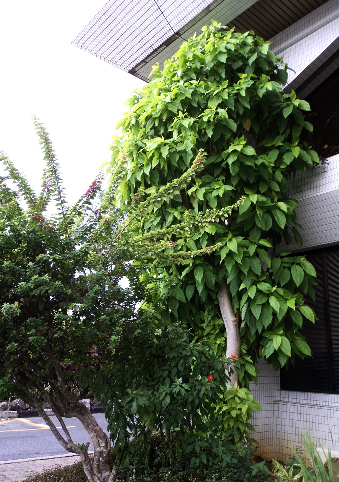 Laman Kambatik Plants List 3rd Ed Pisonia Alba