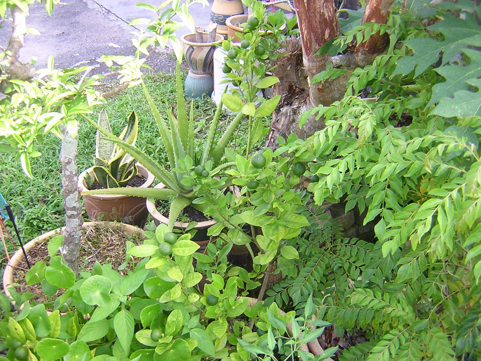 tanaman organik May 2010