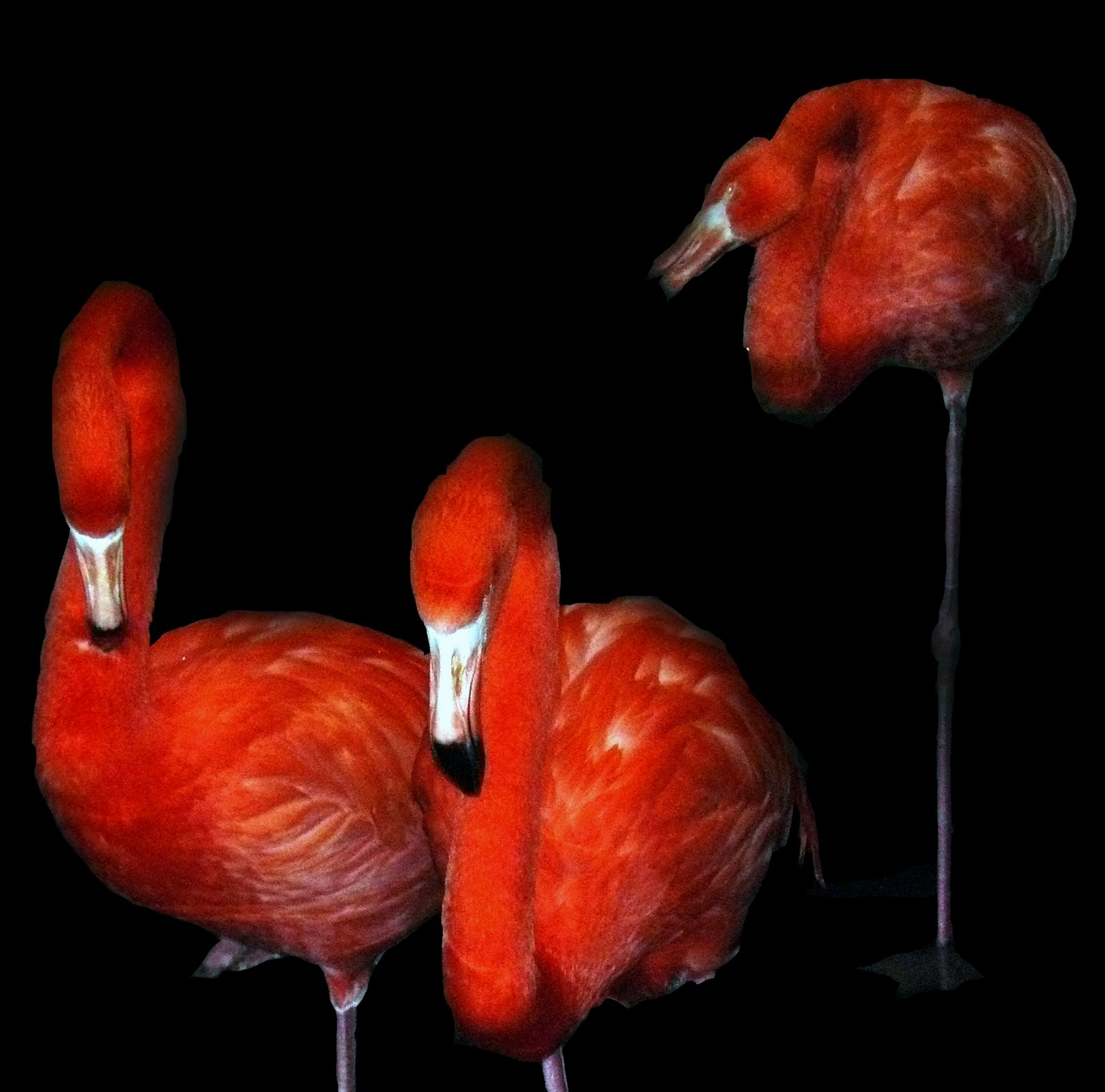 [bl_flamingo.jpg]