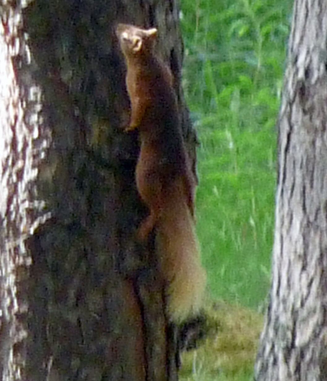 Wild and Wonderful Squirrels (1) Red Squirrels in Scotland