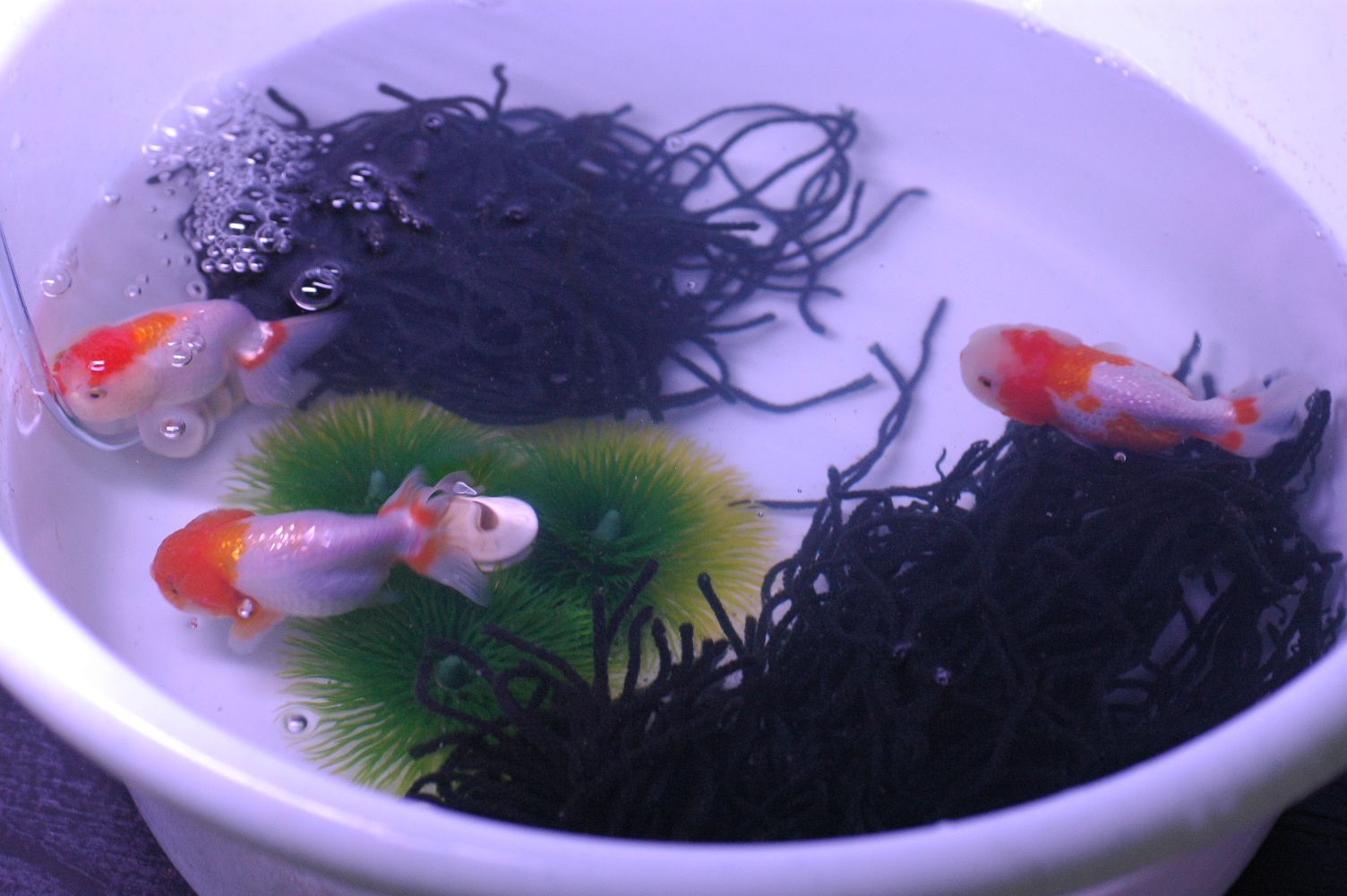 Goldfish Garage A Two Car Fishroom Breeding set up Black Ranchu and