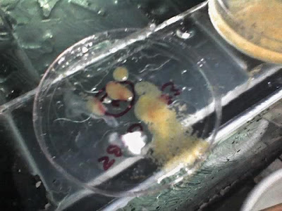 goldfish eggs hatching. Milt and Eggs
