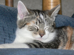 The Original Catnap Cat