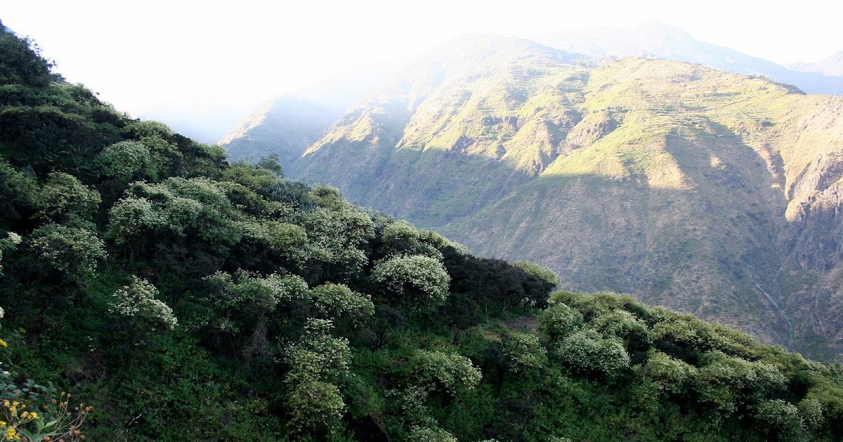 COMANDO ECOLOGICO PERU Salvemos el Bosque de Zarate