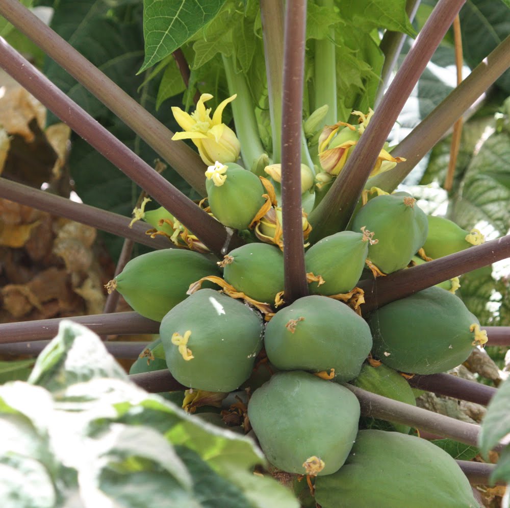 Plants in Egypt Flowers of the Nile valley