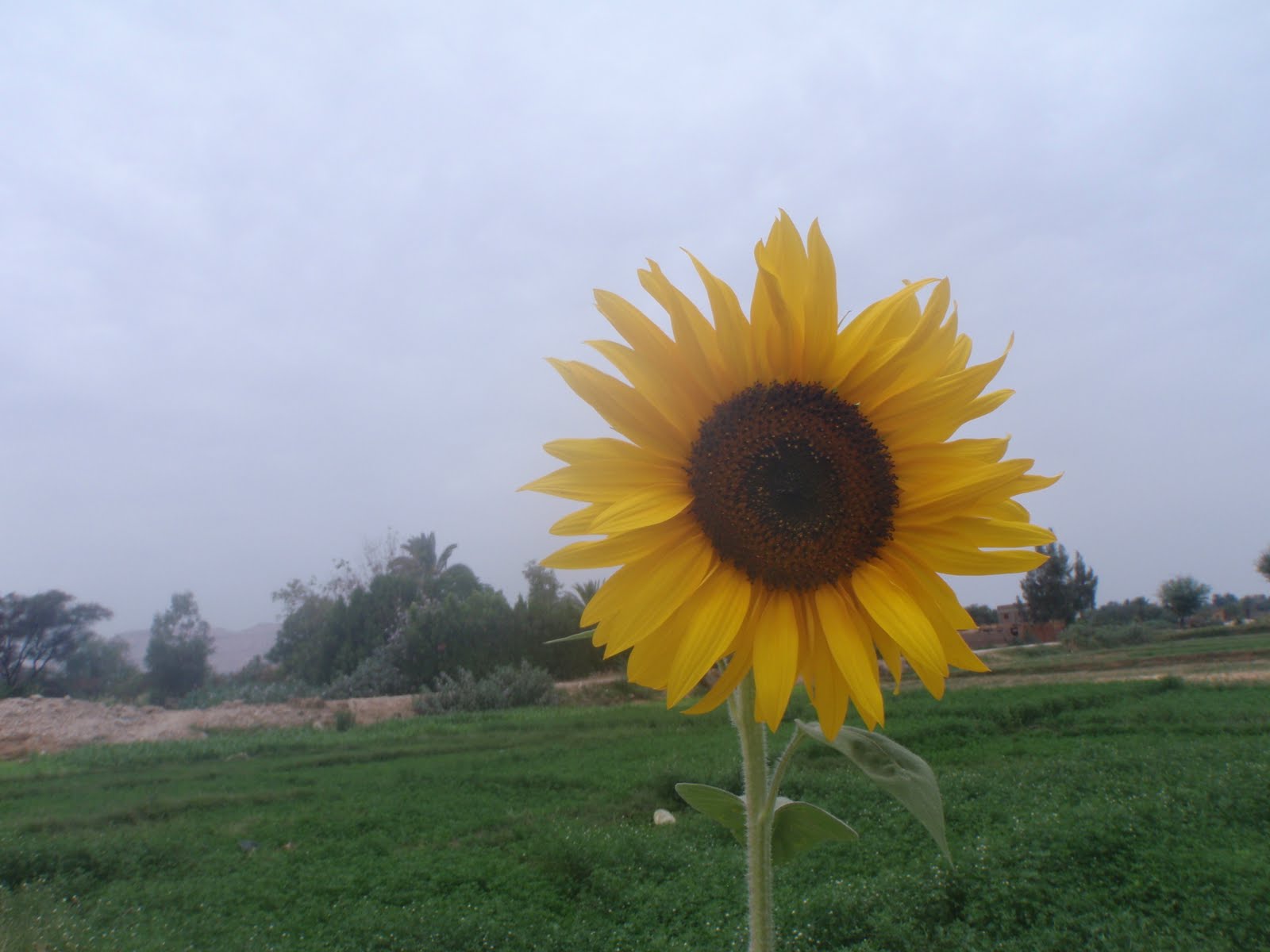 Plants in Egypt Flowers by the Nile