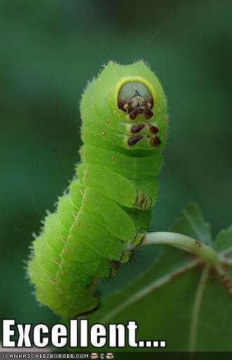 [funny-pictures-caterpillar-makes-tv-reference.jpg]