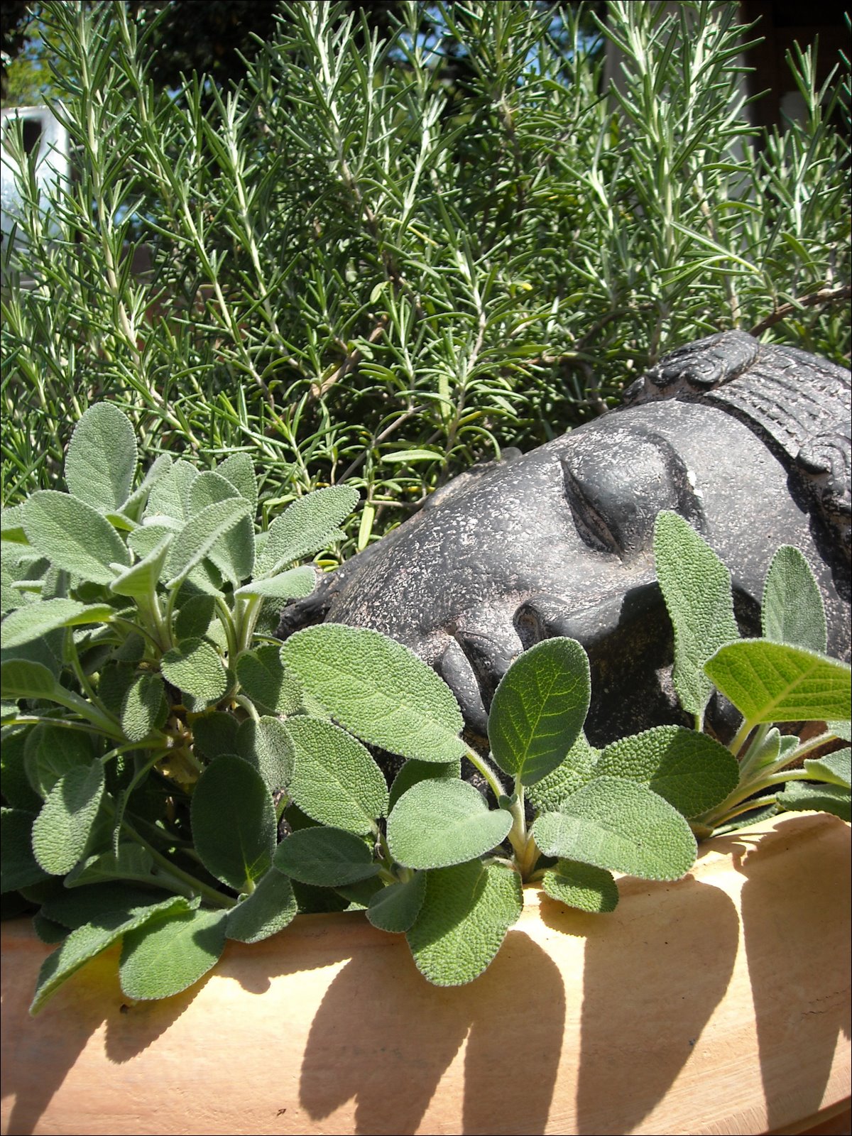 paradis express Hester and Zipperer Lawn & Garden