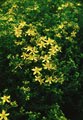 HYPERICUM