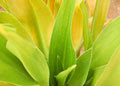 ALOE