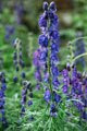 MONKSHOOD -- Aconitum Napellus