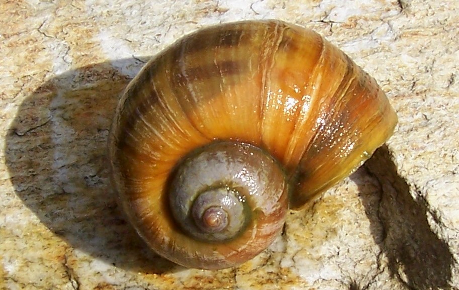 pond-snails.jpg