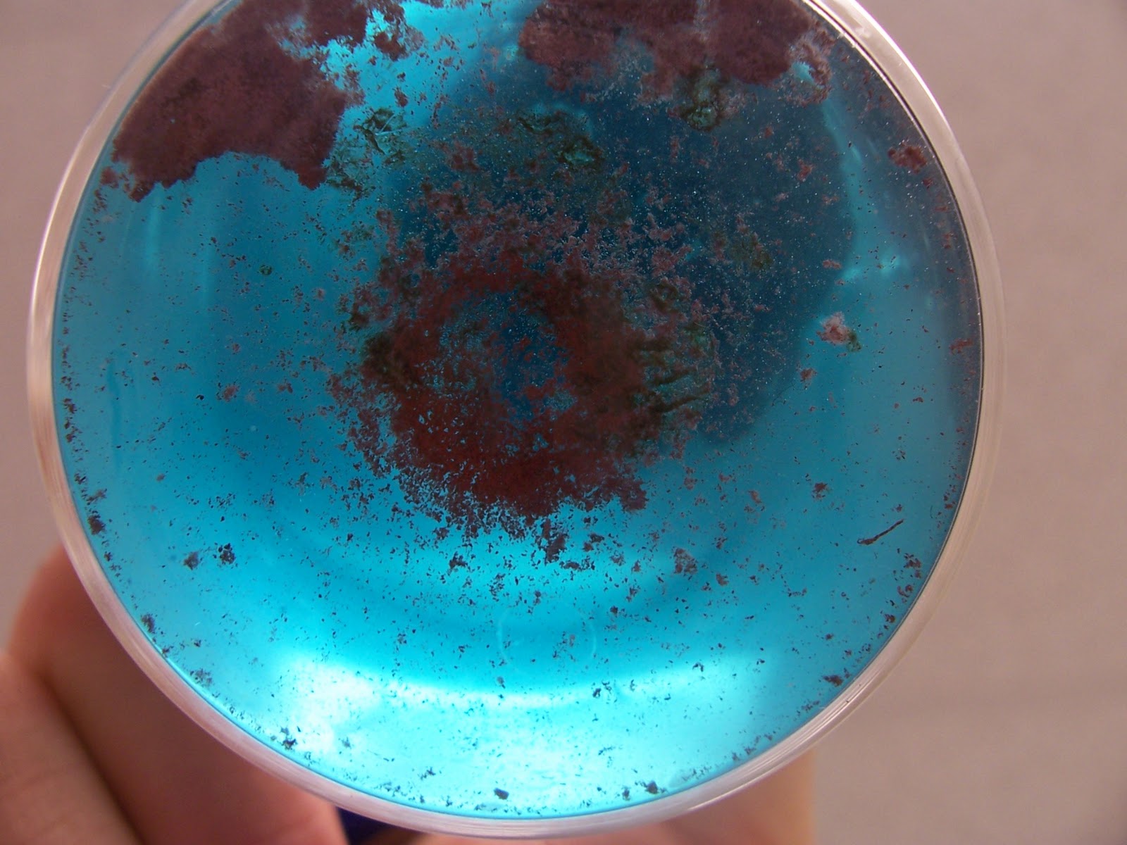 The Awesome Students Aluminum ions, Copper metal, Hydrogen gas... OH MY!