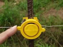 Frog on electric fence insulator