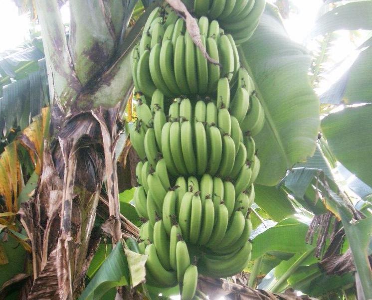 BANANA FRUIT: Banana processing