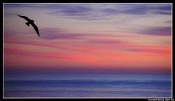 sunset flying bird birds types fanpop