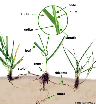see.plant.grow: Grass types