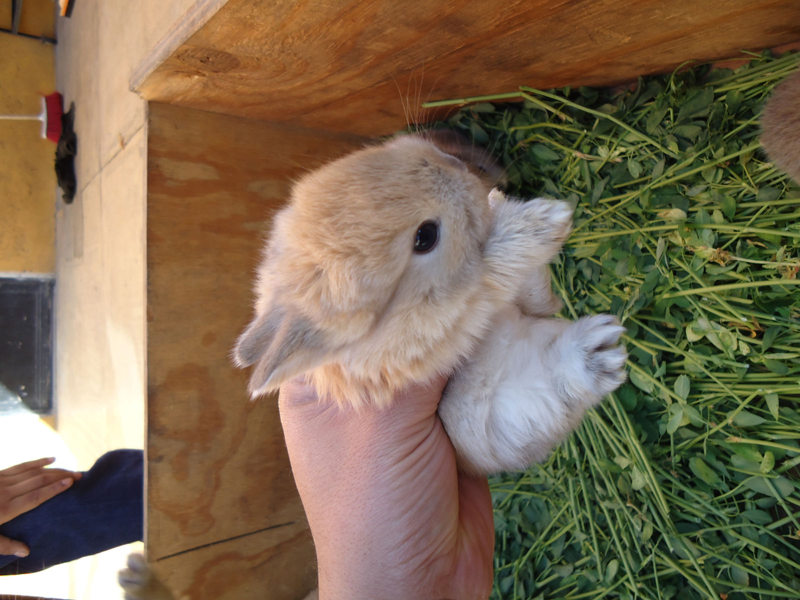 conejos en venta y sus cuidados conejitos en venta enanos de angora