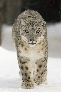 Snow Leopard at Tsomoriri