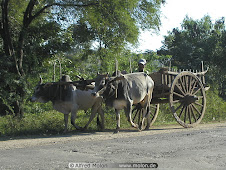 Myanmar Bullock Cart
