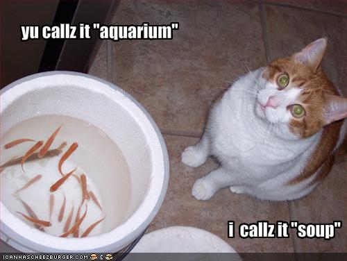 [funny-pictures-cat-calls-your-aquarium-by-its-real-name.jpg]