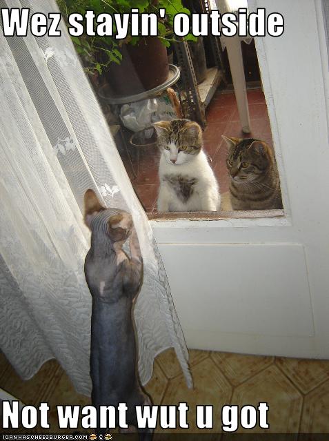[funny-pictures-cats-are-scared-of-hairless-cat.jpg]