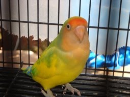 My owner named me Fruity