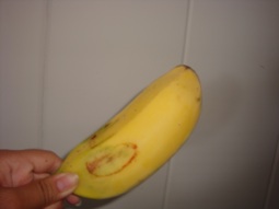 What kind of banana is this?