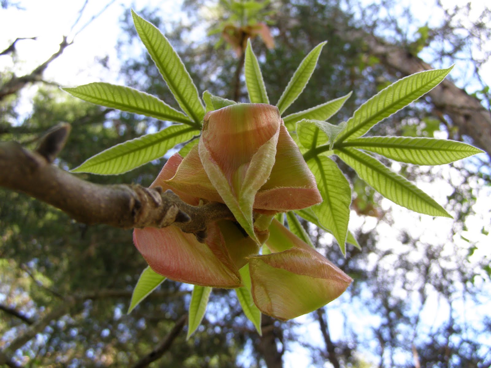 Blue Jay Barrens Hickory Bud Scales