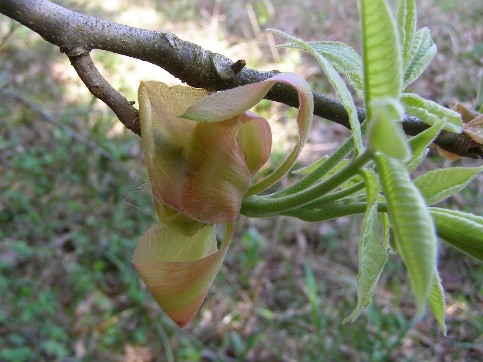 Blue Jay Barrens Hickory Bud Scales