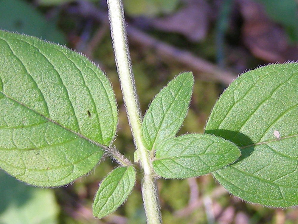 Blue Jay Barrens Wild Basil