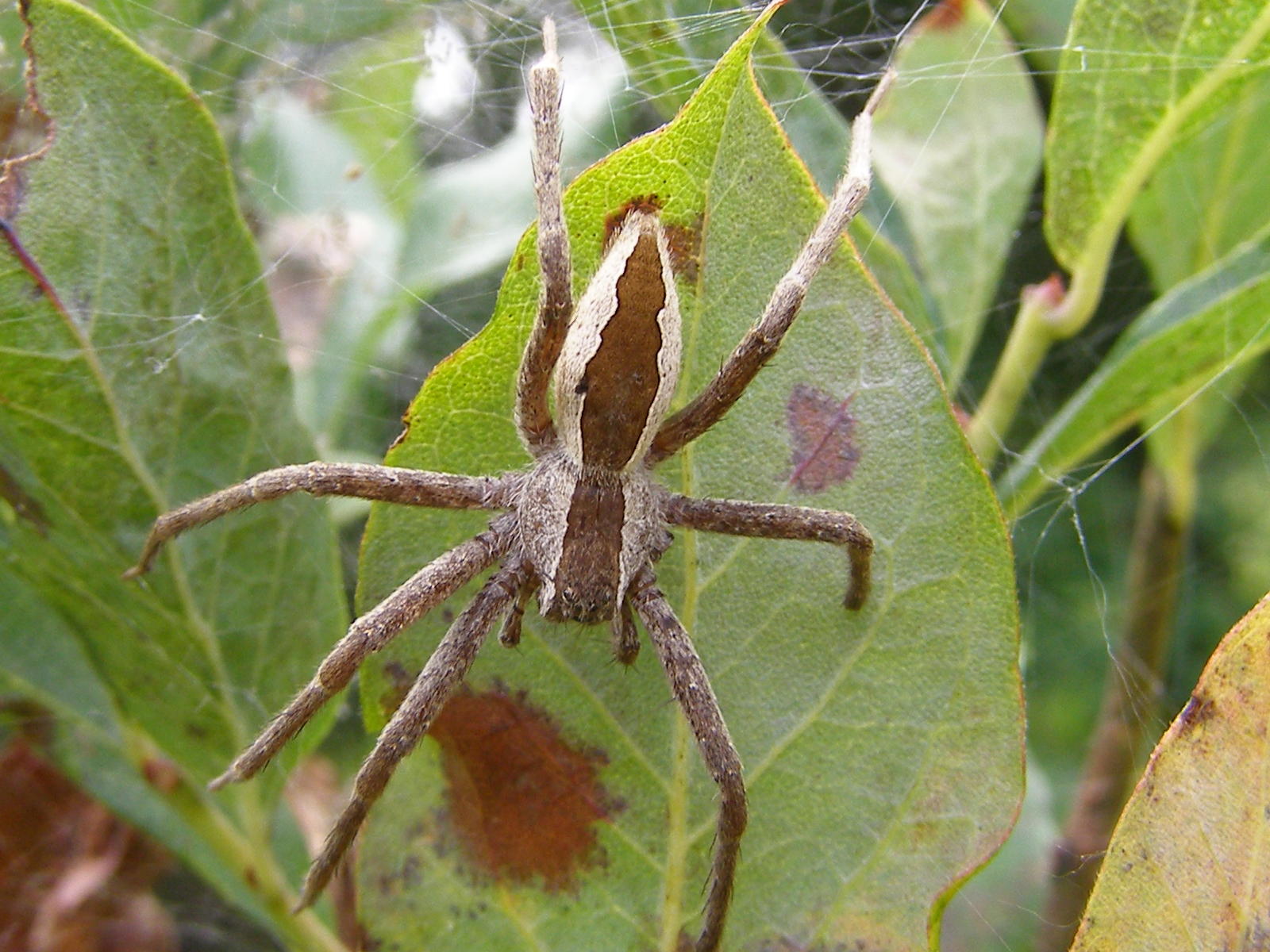Blue Jay Barrens Nursery  Spider